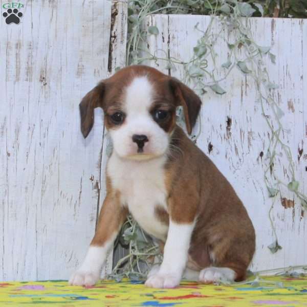 Chocolate Chip, Boston Terrier Mix Puppy